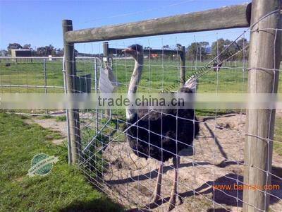 Hot -dipped Galvanized Welded Wire Mesh 3315 (factory)