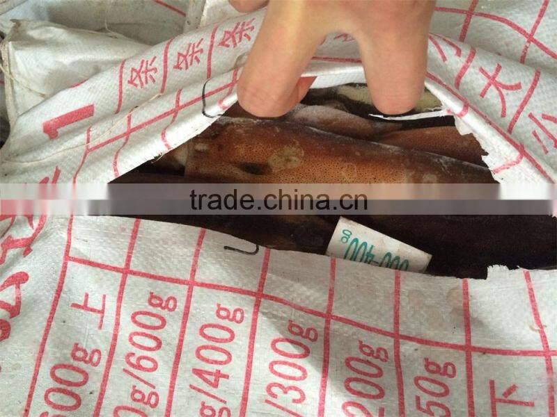 Frozen illex squid