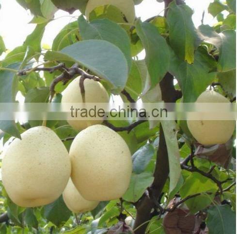 effectual for selling fragrant pear