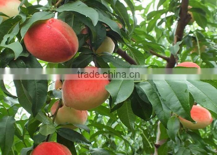 best quality frozen fresh yellow peach at low price