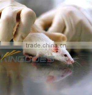 Mini Animal Microchip Syringe in Stock