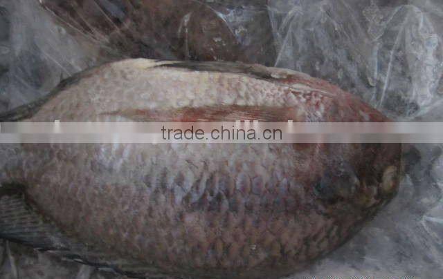 frozen whole round tilapia