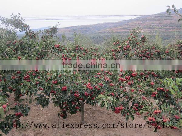 Dried hawthorn fruit tea fruit tea health tea herbal tea