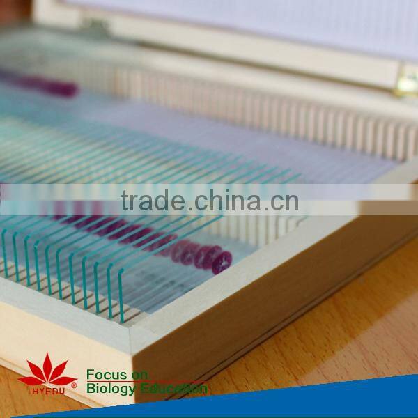 Individual slides you can choose Educational Student Histology Microscope Prepared Slides of Epiglottic Cartilage Sagittal sec