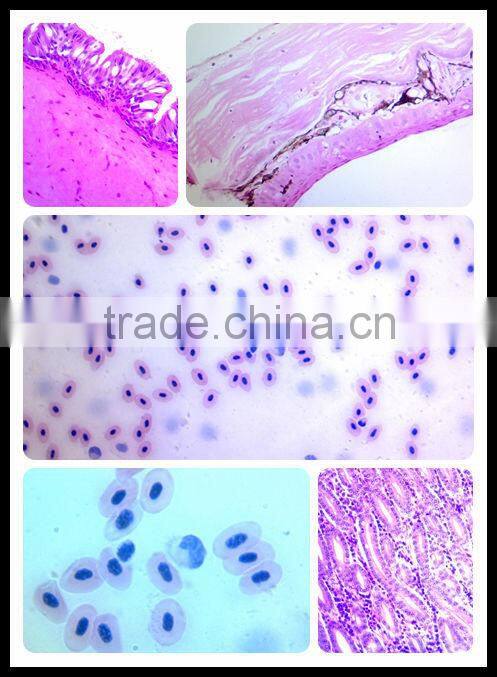 Biology teaching animal histology microscope prepared glass slides dog smooth muscle T.S.