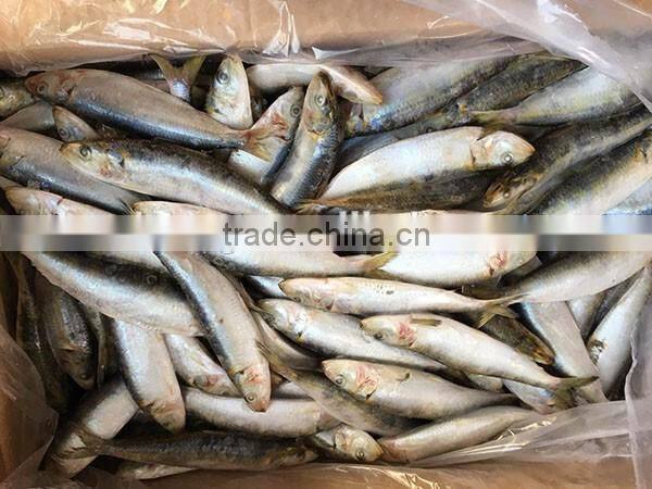 Good quality sardine light catch size 7/8 per kg