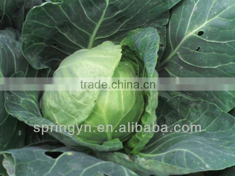 Round Shaped Cabbage Price Of Green Cabbage