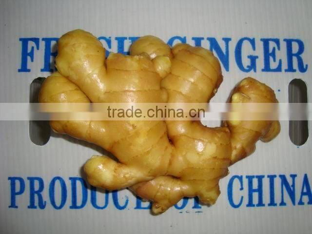 mesh bag &PURE block fresh fat ginger