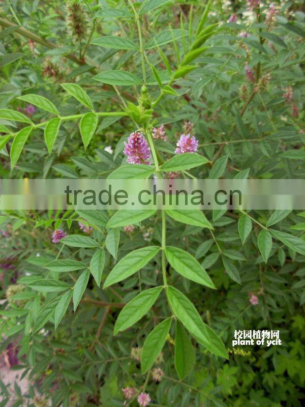 High Germinaiton Rate Licorice Root Seed Glycyrrhiza Uralensis Seeds For Cultivation