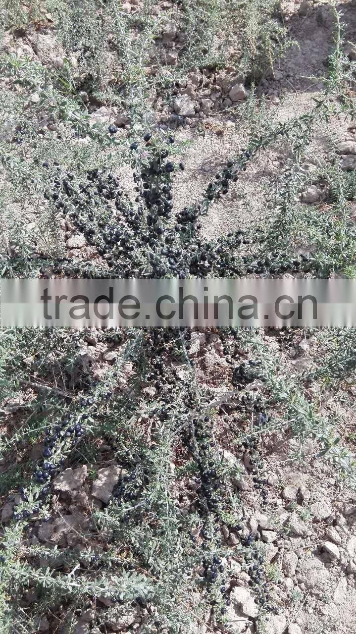 Chinese Black goji berry seed High survival rate