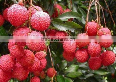 Canned fruit Canned lychee in syrup