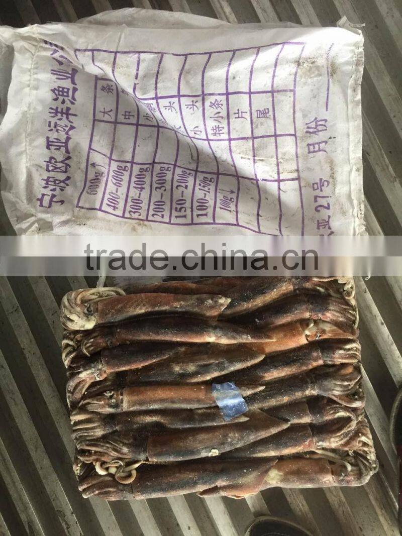 Frozen argentinus argentina illex squid exporter