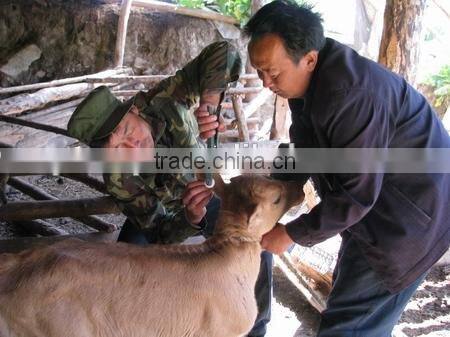 factory price ear tag 30*30 mm yellow ear tag for goat