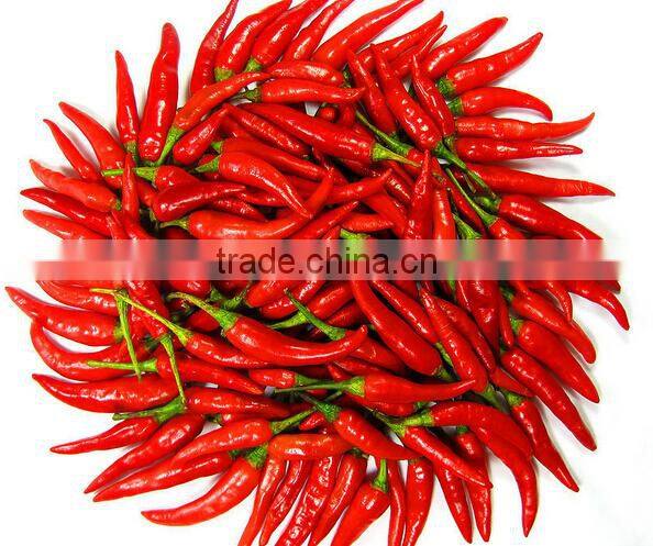 Chili Multiple layer continuous type mesh belt dryer