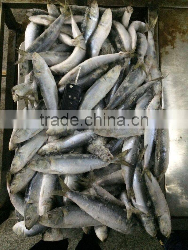 Frozen Sardinella Fish (Sardinella Longiceps) WR for Canning