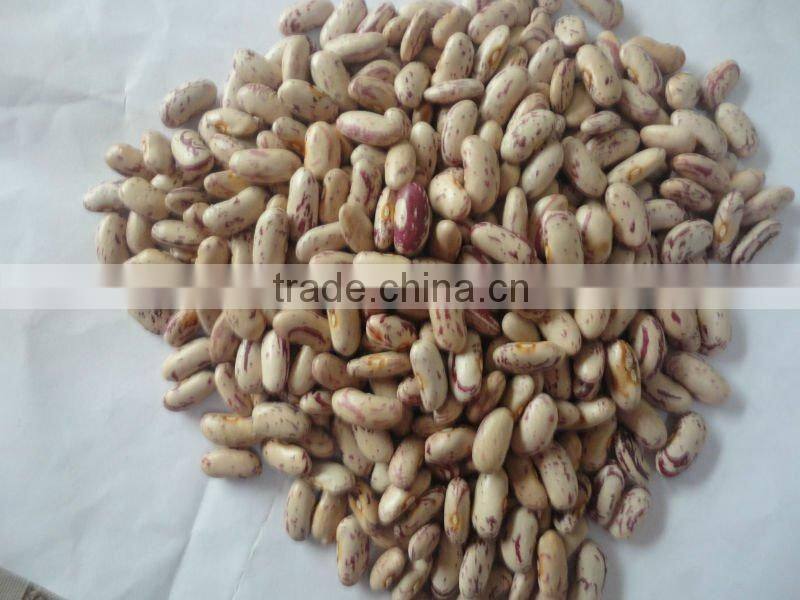 2011 crop light speckled kidney beans