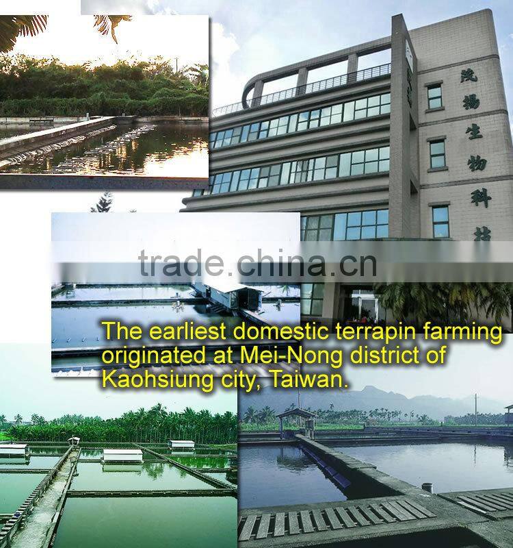 Taiwan Natural health Essence of Terrapin drink fine nutrition