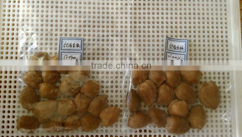 Supply with Chinese Bulk Spicy flavored Roasted Apricot Kernels in Shell