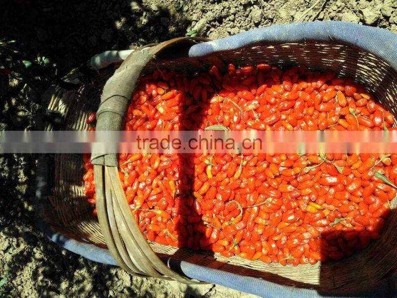 Goji Berry (Lycium Barbarum)