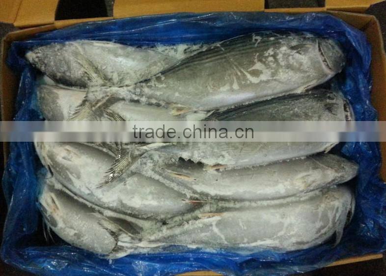Bonito china frozen fish for export