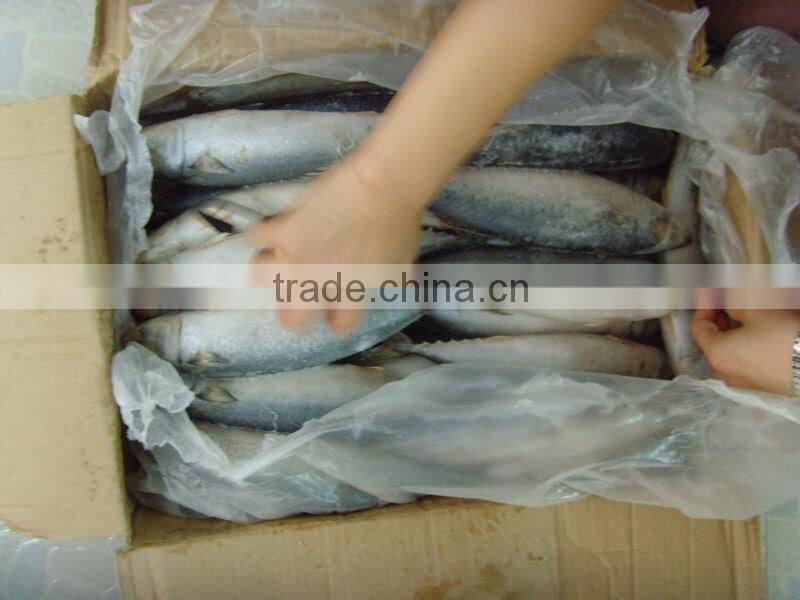BQF Frozen mackerel Scomber Japonicus whole round