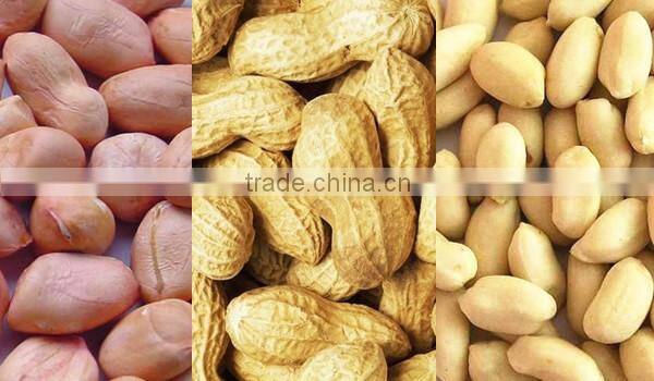 Chinese peanut kernel and peanut kernel for material