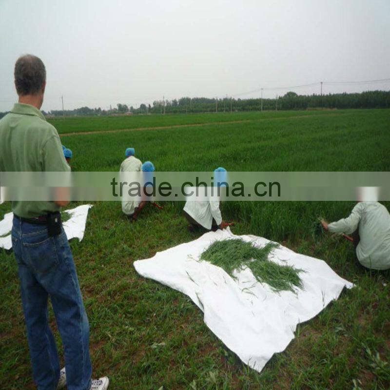 2015 Healthy Vegetable powder- organic barley grass powder