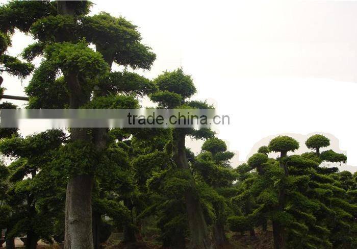 Outdoor plant Ulmus pumila seedling