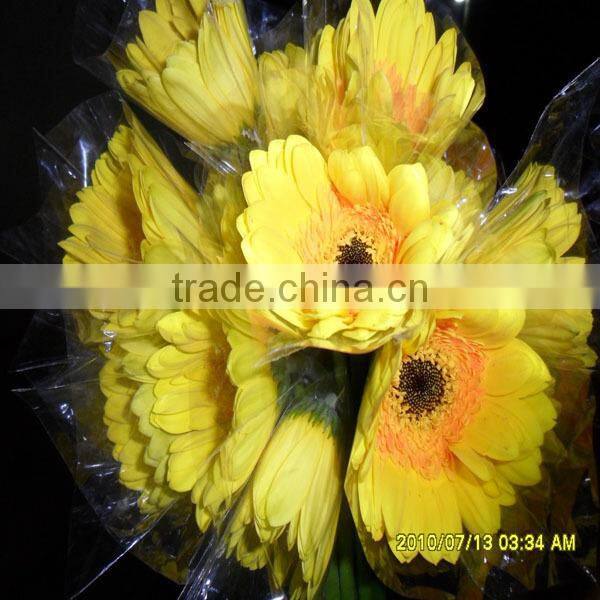 wholesale fresh gerbera flower with high quality