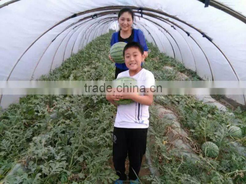 UV protect anti fog Transparent Co extruded PE Cover Film PE mulch film for watermelon greenhouse