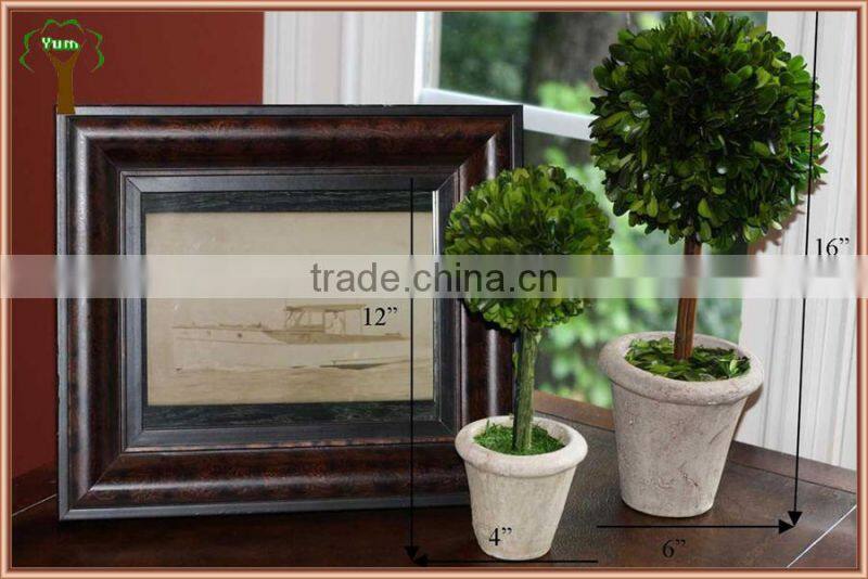 decorative single prserved boxwood ball tree