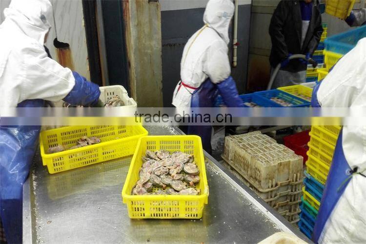 new arrival frozen washington clams seafood with giant specification