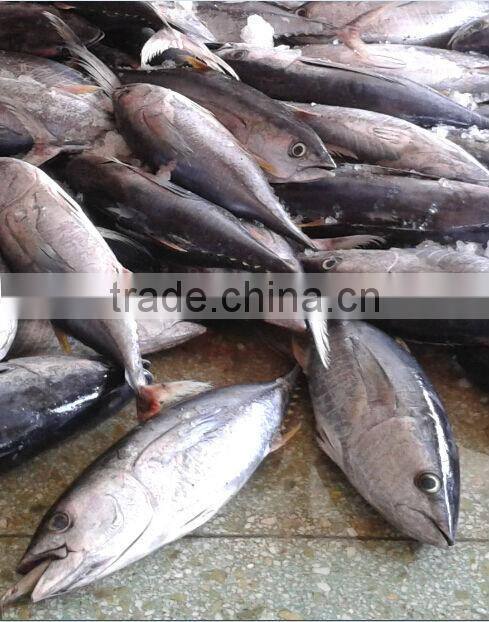 3KG Frozen Yellowfin Tuna