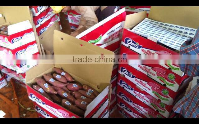 FRESH PURPLE SWEET POTATO - HIGH QUALITY - GOOD PRICE