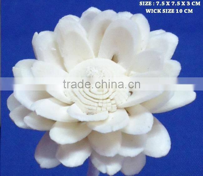Sola flower