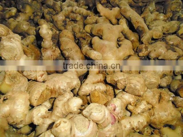 2013 Vietnamese Fresh Ginger