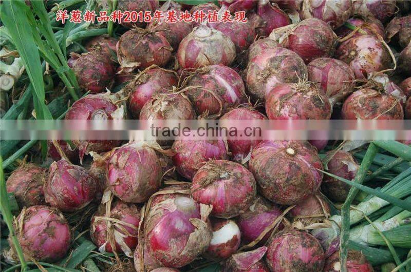 Hybrid onion seeds for growing-red preciousness