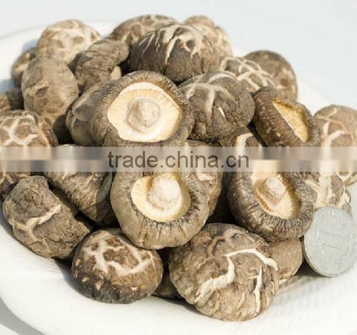 Green Healthy Dried Smooth Mushroom for Sale