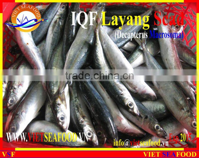 IQF LAYANG SCAD WHOLE ROUND