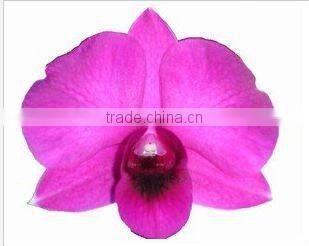 Thailand Top Quality D-002 Dendrobium White Orchid