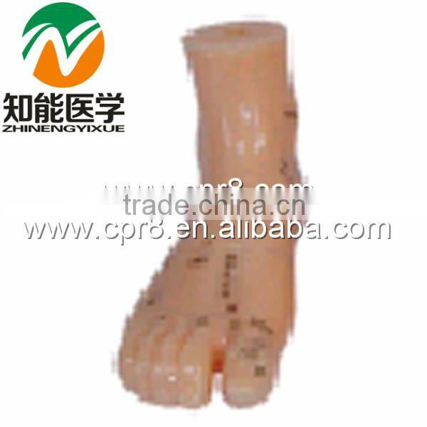 17cm ChineseTroditional Massage Foot Model