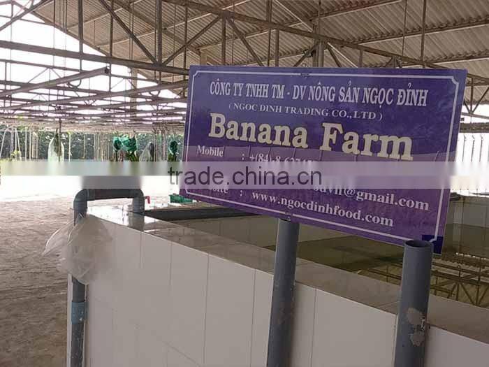 VIETNAM FRESH CAVENDISH BANANA