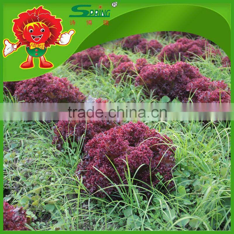 free of contamination hotbed red leaf lettuce
