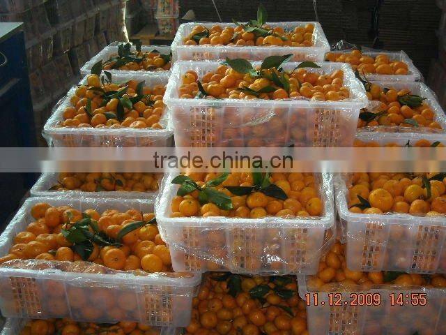 Fresh Mandarin Orange with Factory Wholesales Price
