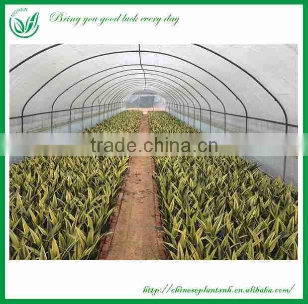 Sansevieria Laurentii