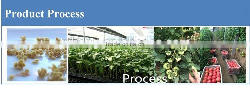 Pink Xi Hong Shi/tomato seeds high yield hybrid anti virus vegetable seeds for plant