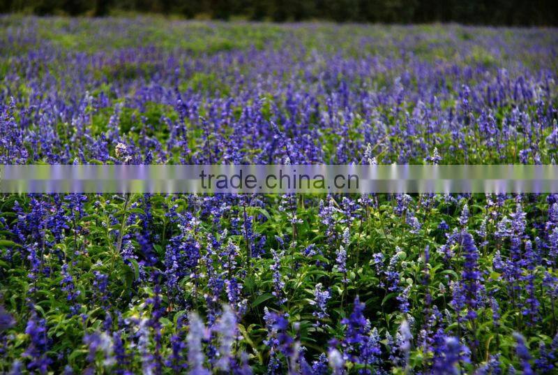 EC10 Stainless Steel Essential Oil Distill Equipment on sale