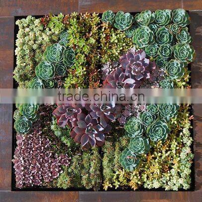 romantic and real touch flower wall wedding wholesale plastic wall flower decoration