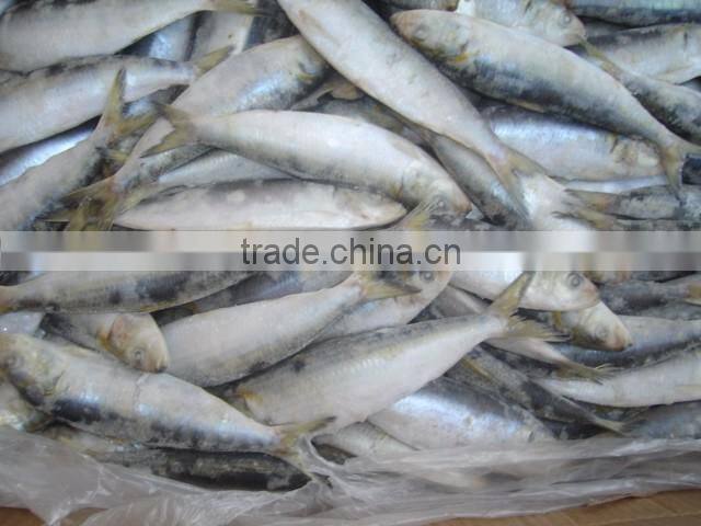 frozen whole round sardine for bait