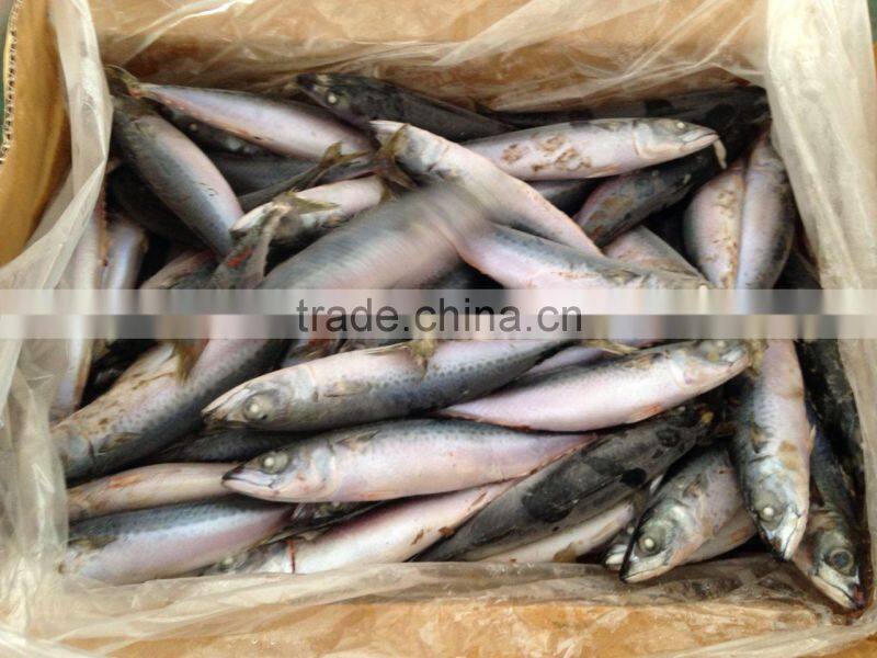 Frozen mackerel catched on 7.14 2.014